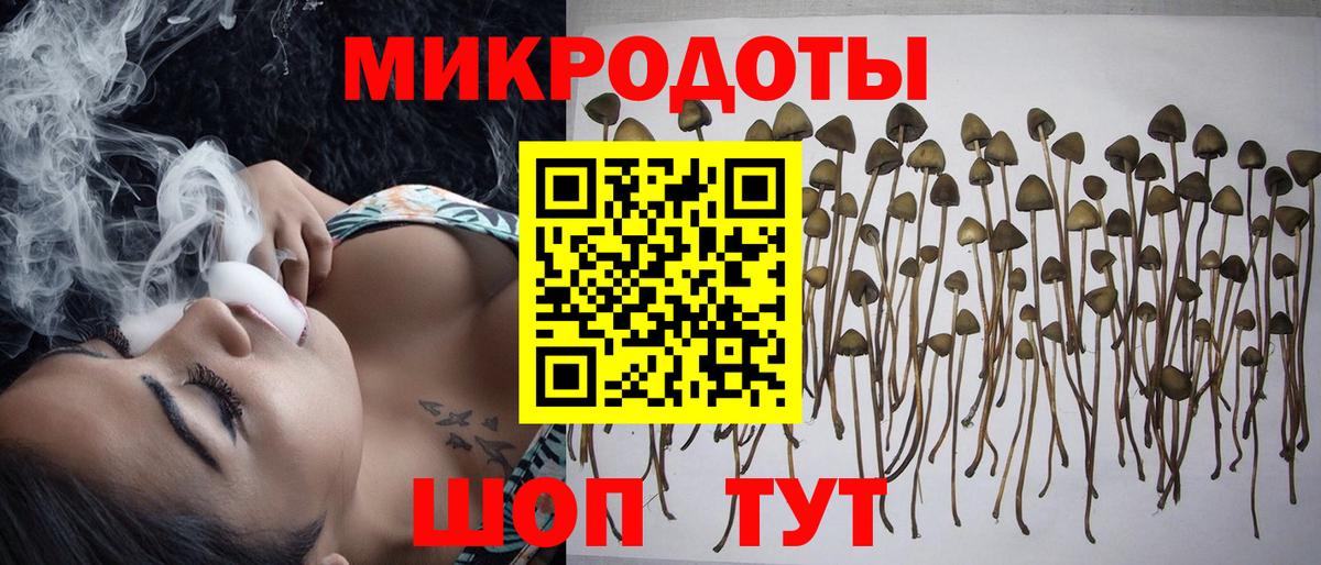 Псилоцибиновые грибы Cubensis Великий Новгород